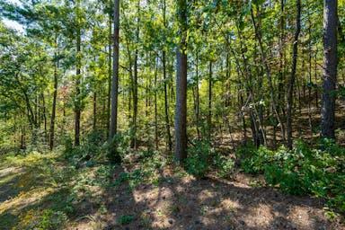 00 Mountain Mint Way