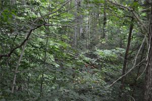 Lot 7 Linn Garden Way