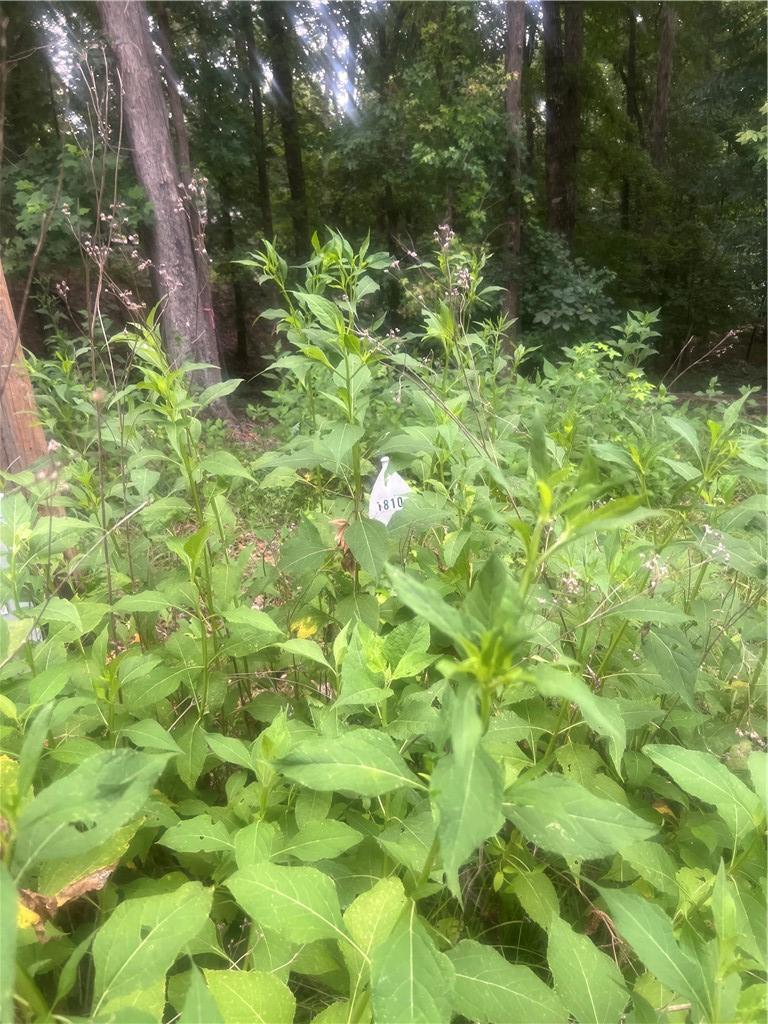 Image 1: A secluded wooded lot offers privacy and a peacefu