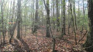 0000 The Bear Boulevard Lot 1U
