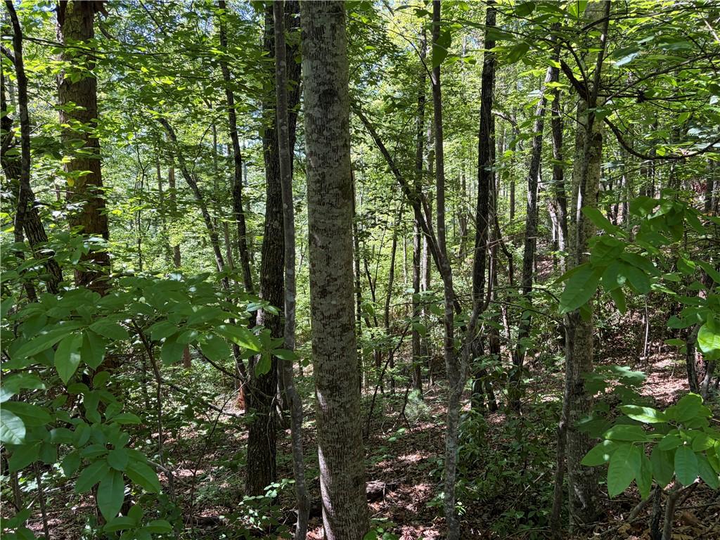 Image 3: A tranquil, tree-filled landscape offers a private