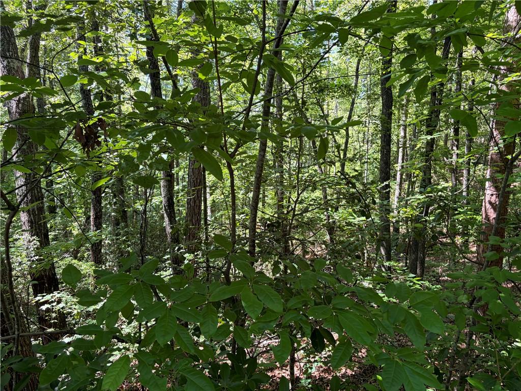 Image 4: Mature trees and abundant foliage offer natural se