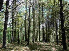 Sweetshrub Way