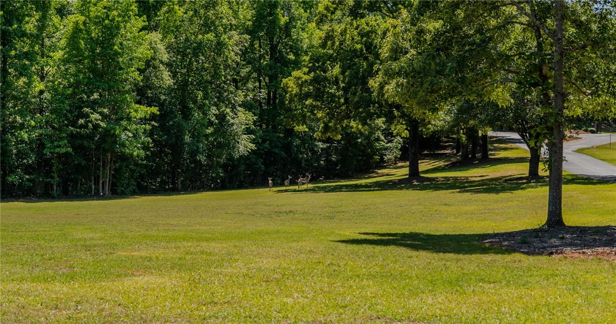 Image 4: A verdant lawn meets a dense tree line, offering a