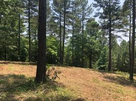 Lot 12 Button Wood Court