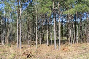 Lot 78 McAlister Road