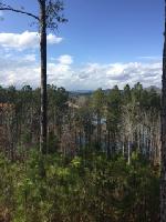 111 Pileated Woodpecker Lane