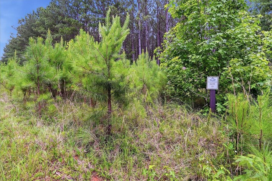 Image 3: Ready for development, this natural lot offers a p
