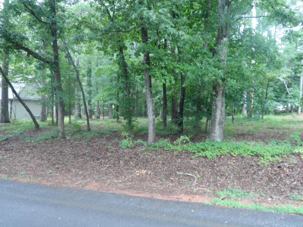 Image 2: Mature trees and lush undergrowth define this tran