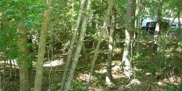 Image 2: Mature trees and lush undergrowth define this natu