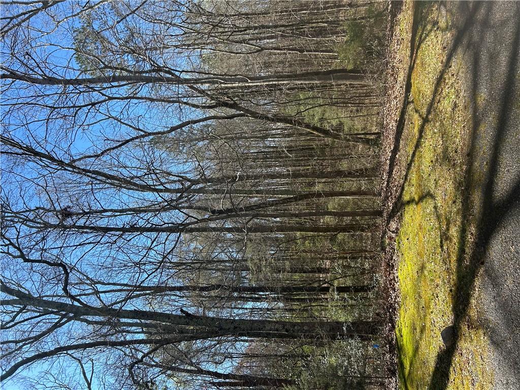 Image 3: A tranquil wooded landscape with a clear blue sky,