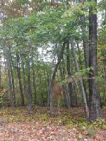 153 Summit Pine