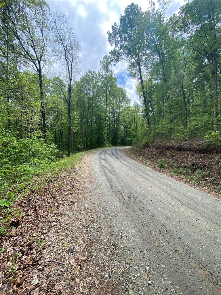 Image 4: A winding gravel path through a verdant, mature tr