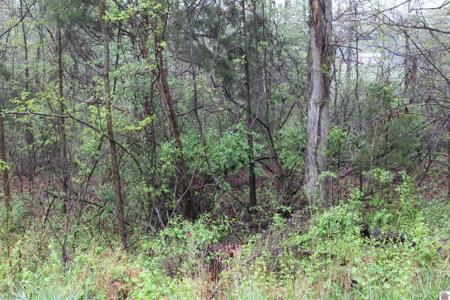 Lot 19 Backstrom Heights Road