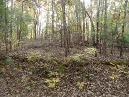 Lot # 262 Pine Bluff Shores Subd.