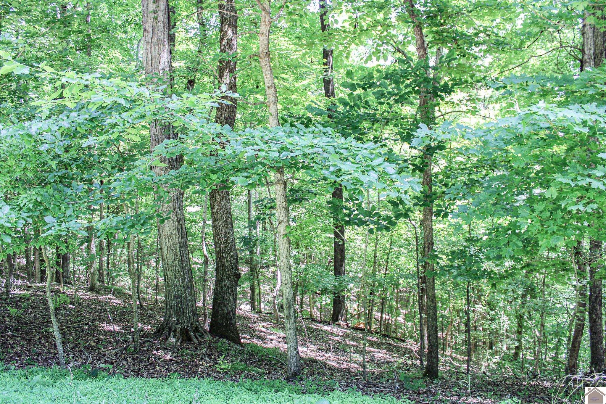 Image 1: Image 1