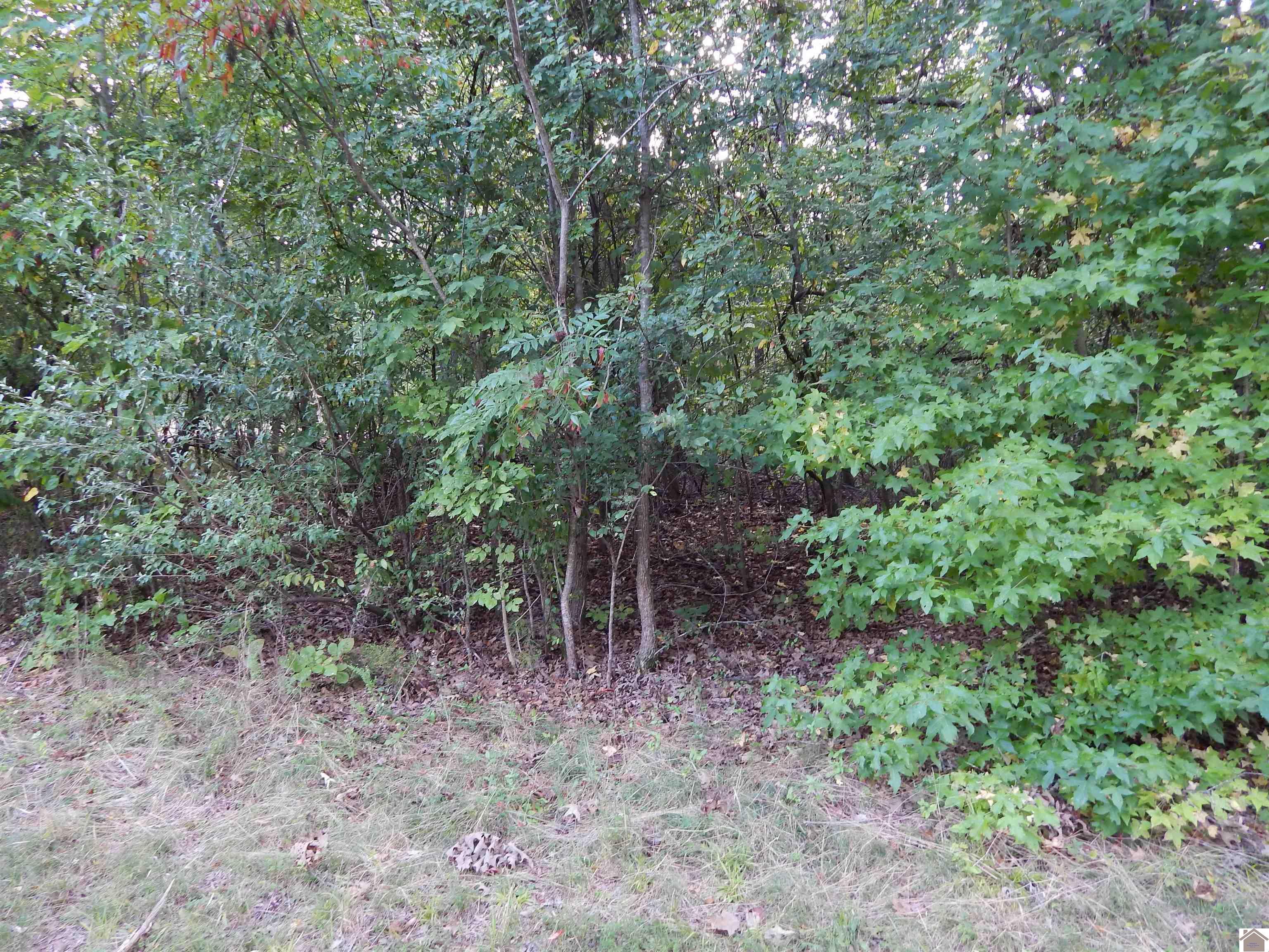 Image 4: Image 4