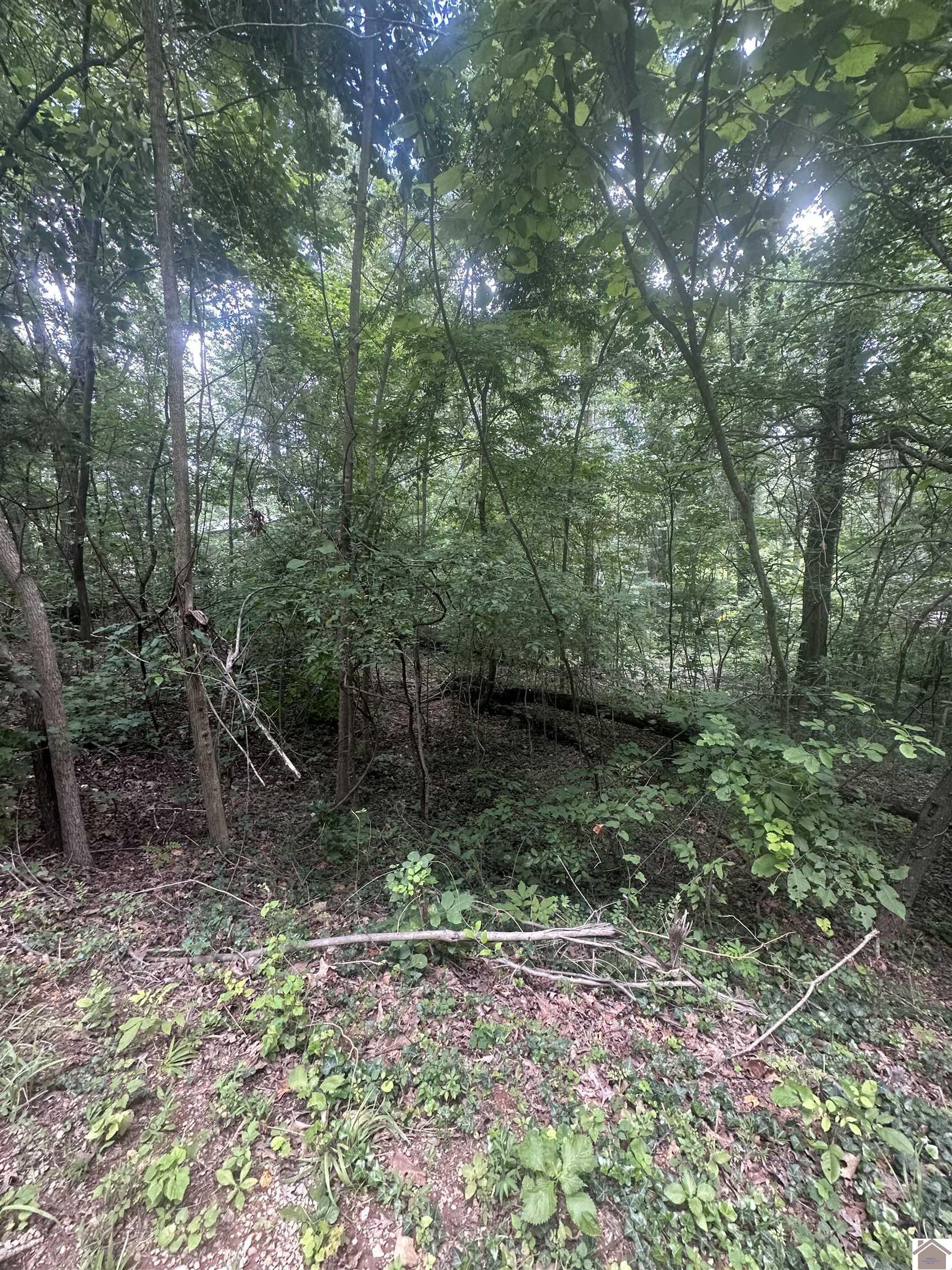 Image 1: Image 1