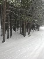 Pheasant Run