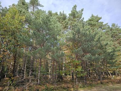 Lot # 57 Bent Tree