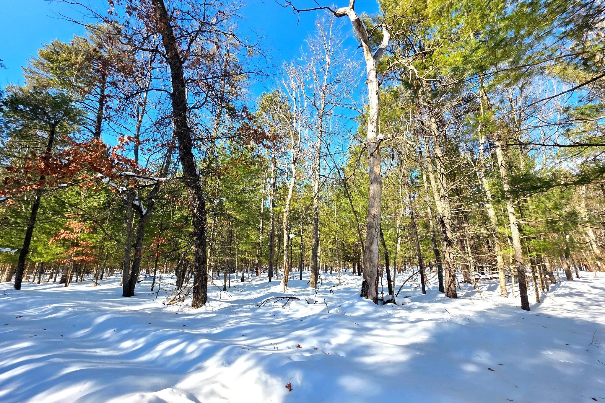 Image 3: forest_3x2_enhanced