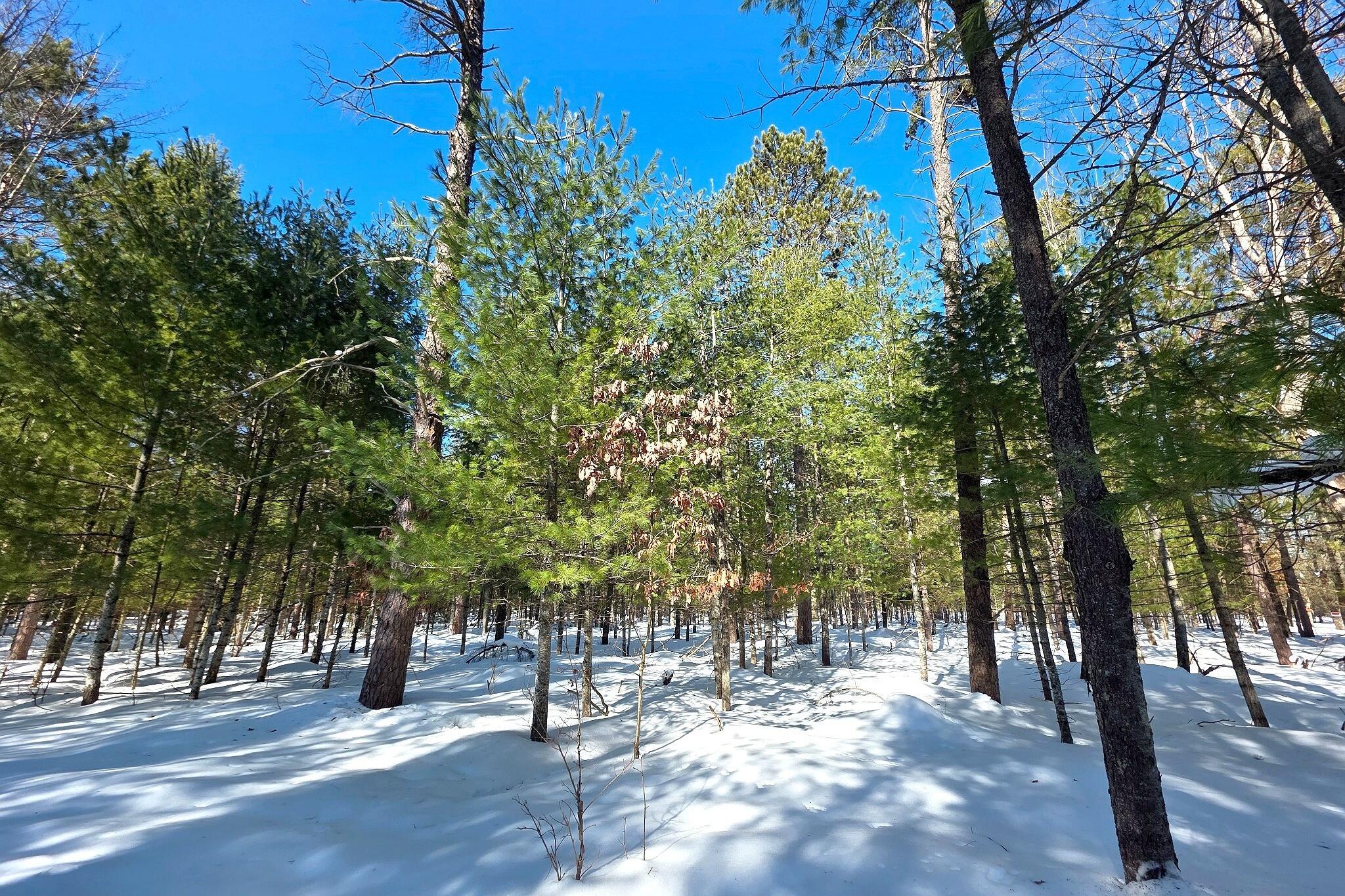 Image 4: forest2_3x2_enhanced