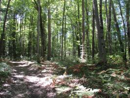 Park Trail