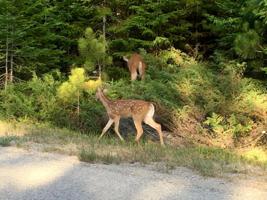 Lot 222 Timberway Court
