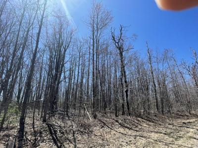 LOT 46 Louise Drive