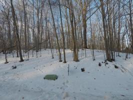 Timber Valley
