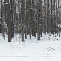 1695 Pheasant Run