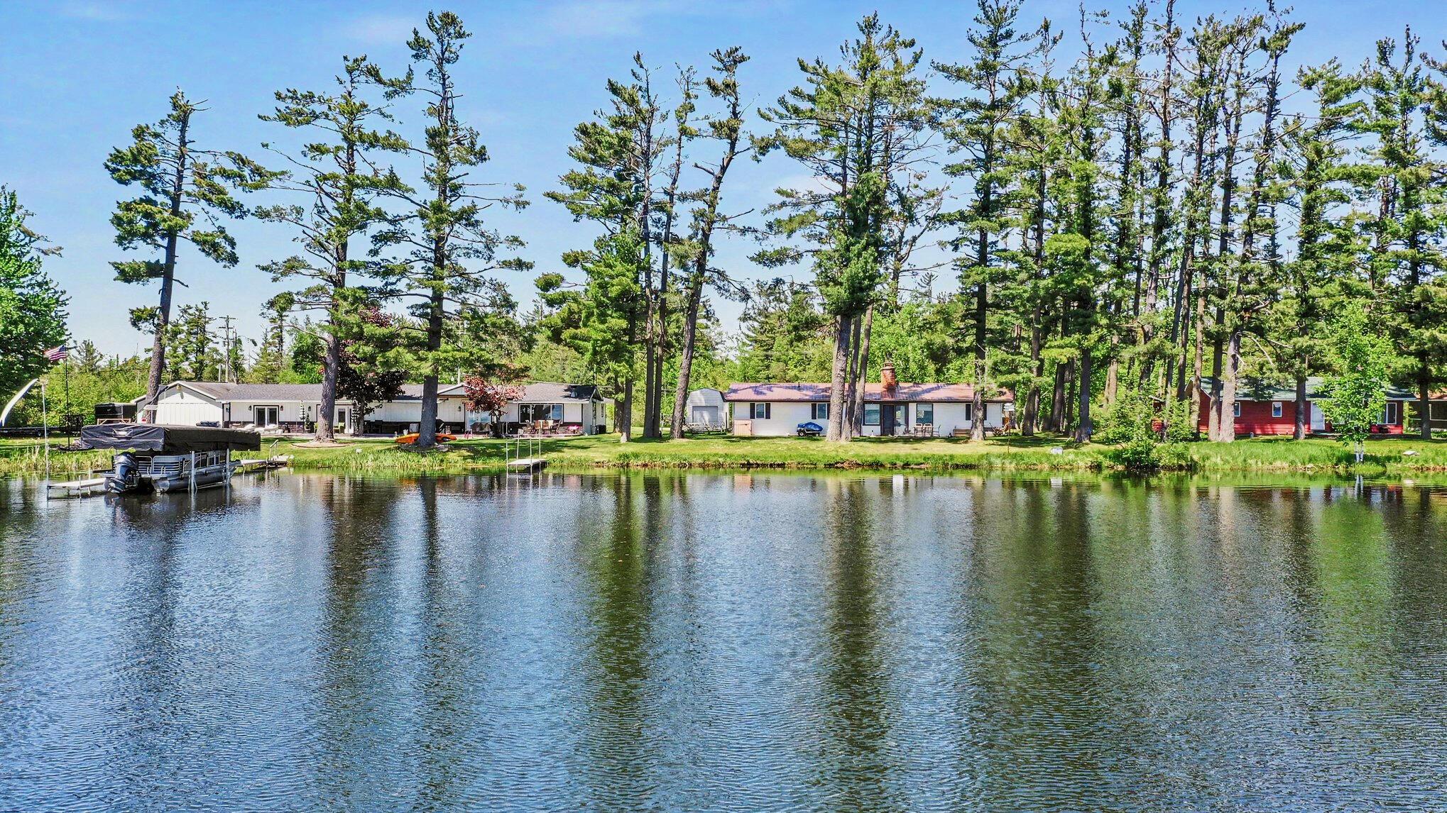 Image 4: Mature White Pines
