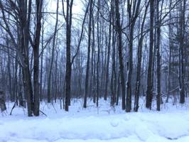 Wilderness Drive