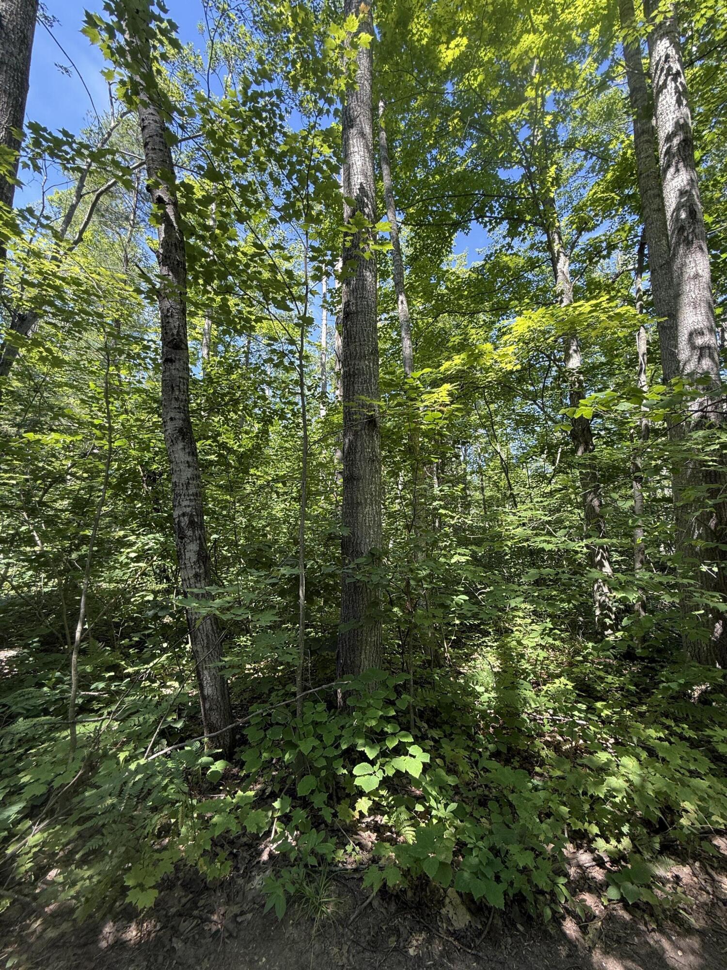 Image 4: IMG_4623