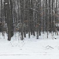 Whispering Pines