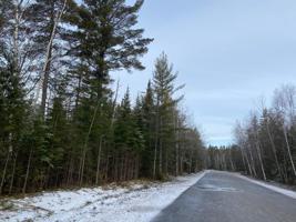 Fallen Timbers Drive