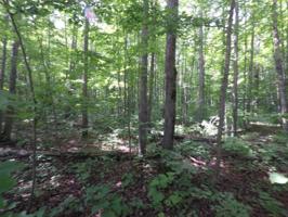 Manistee Heights Drive