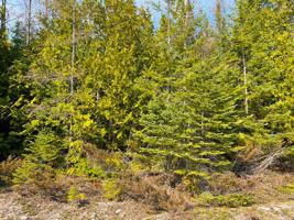 Lot 331 Balsam Drive