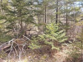 Lot# 522 Quail Lane