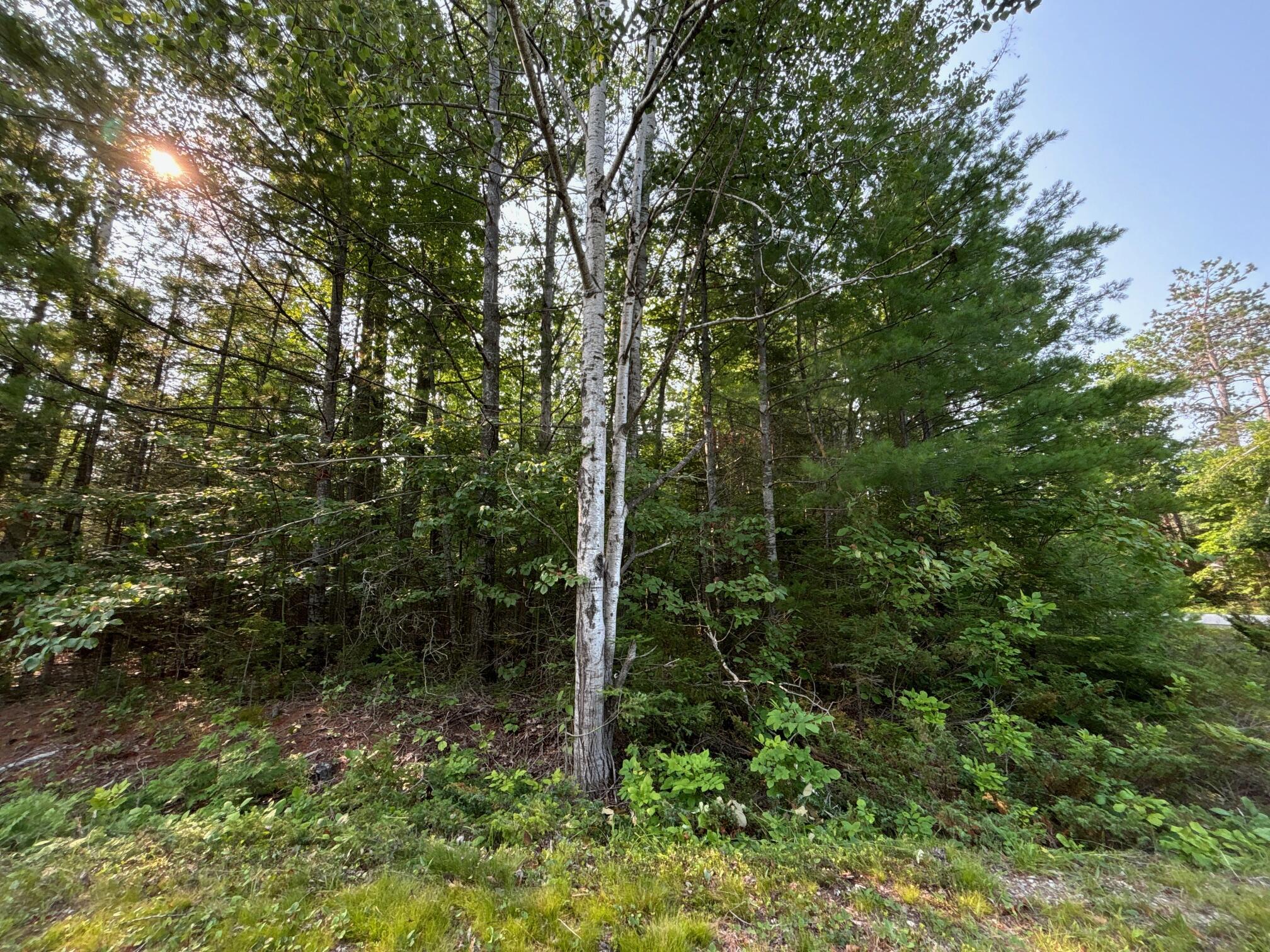 Image 2: Beautifully treed