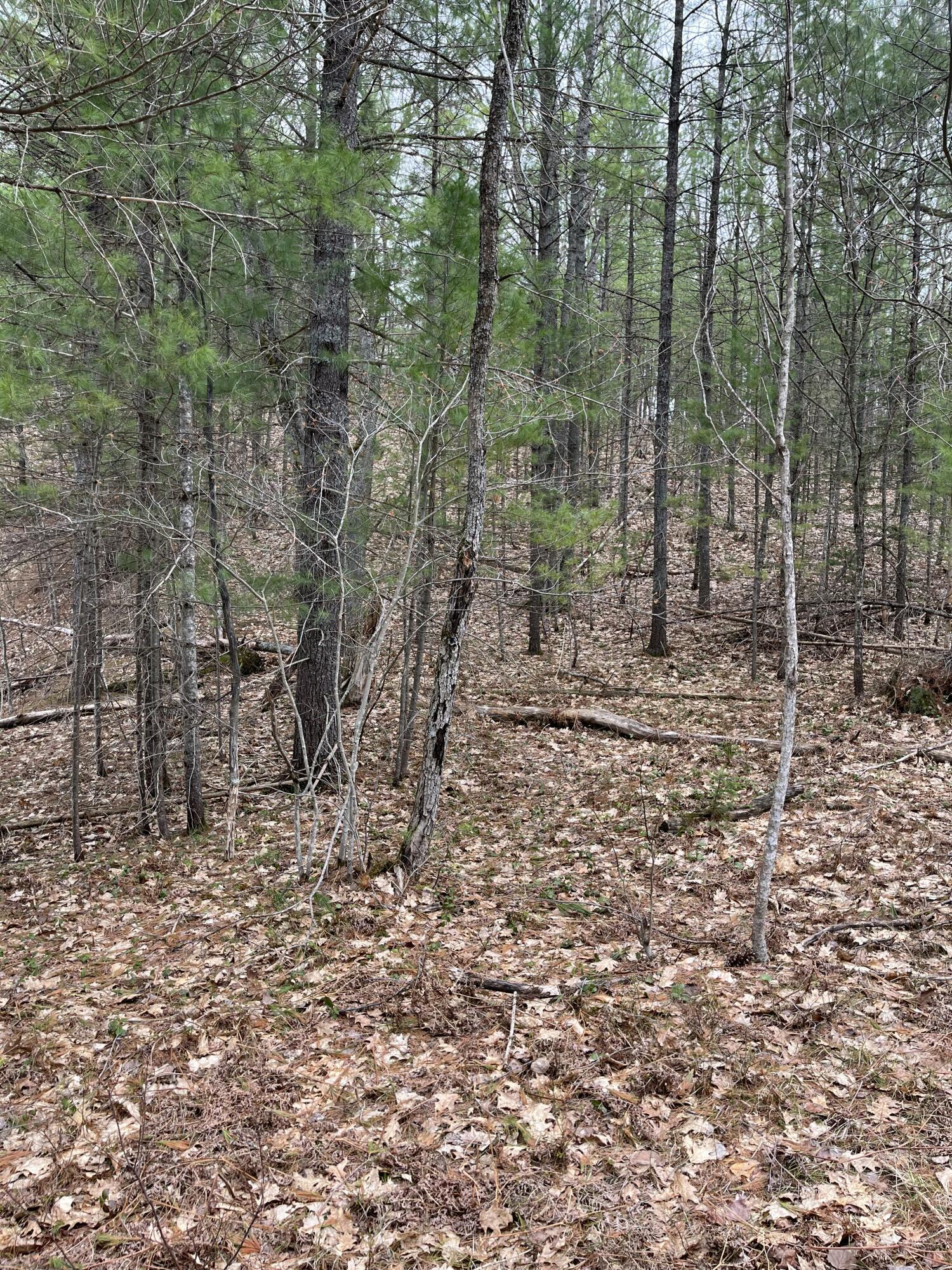 Image 1: Lot