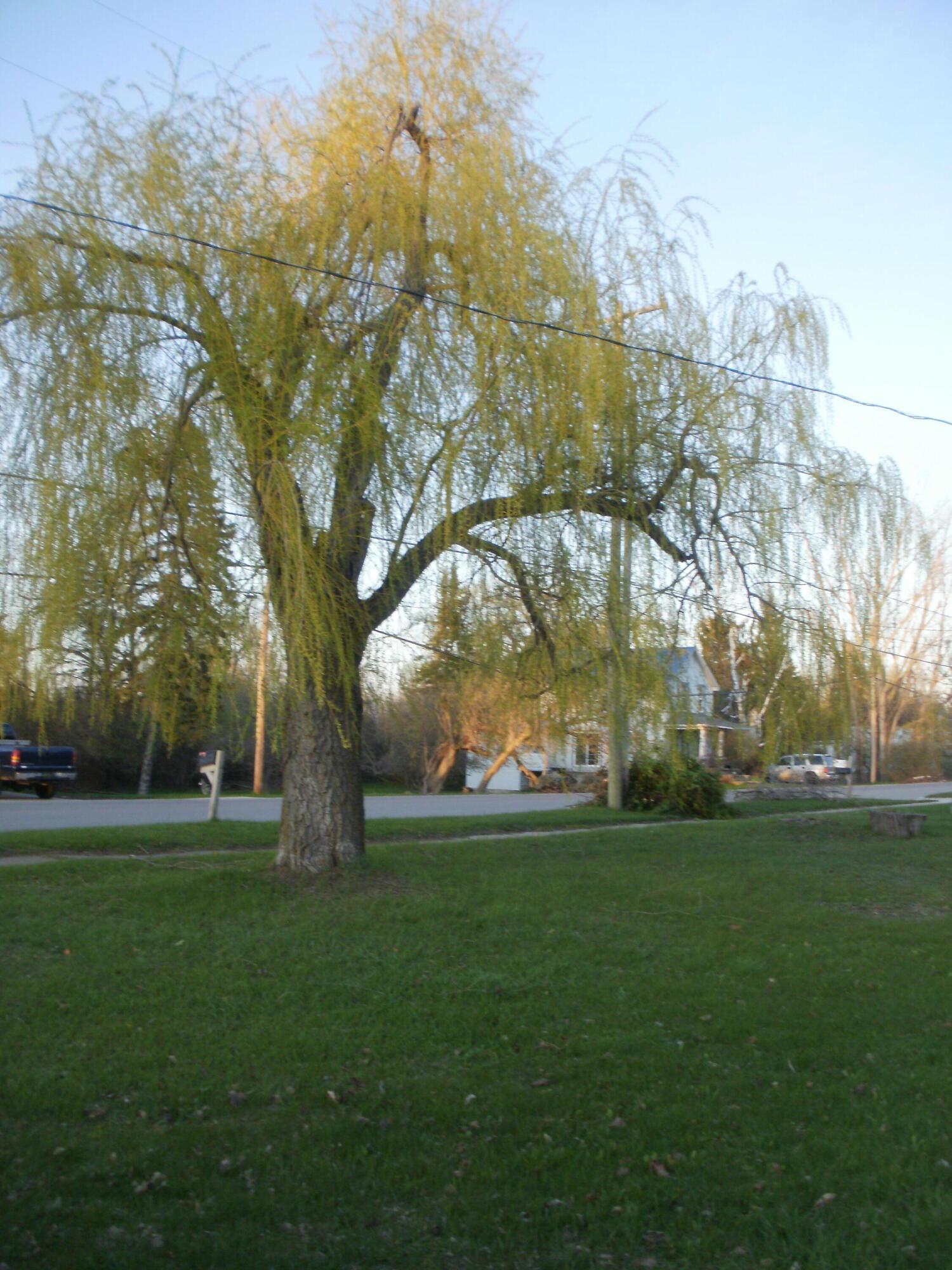 Image 4: Spacious Corner Lot
