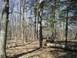 ALGONQUIN Road