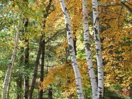Michaywe and Snowmass