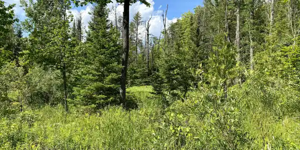 LOT 15 Woodland Drive