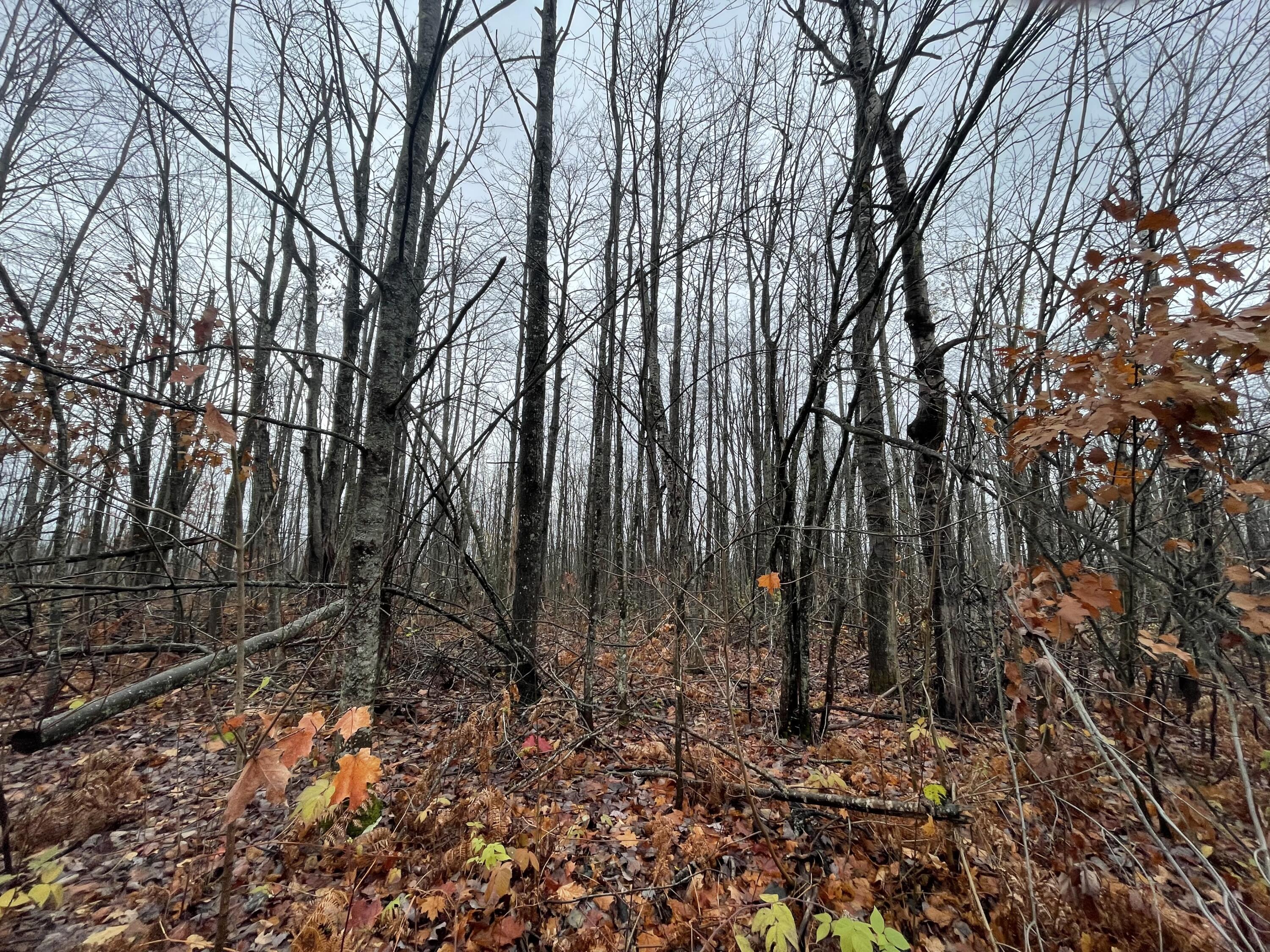 Image 4: IMG_5058