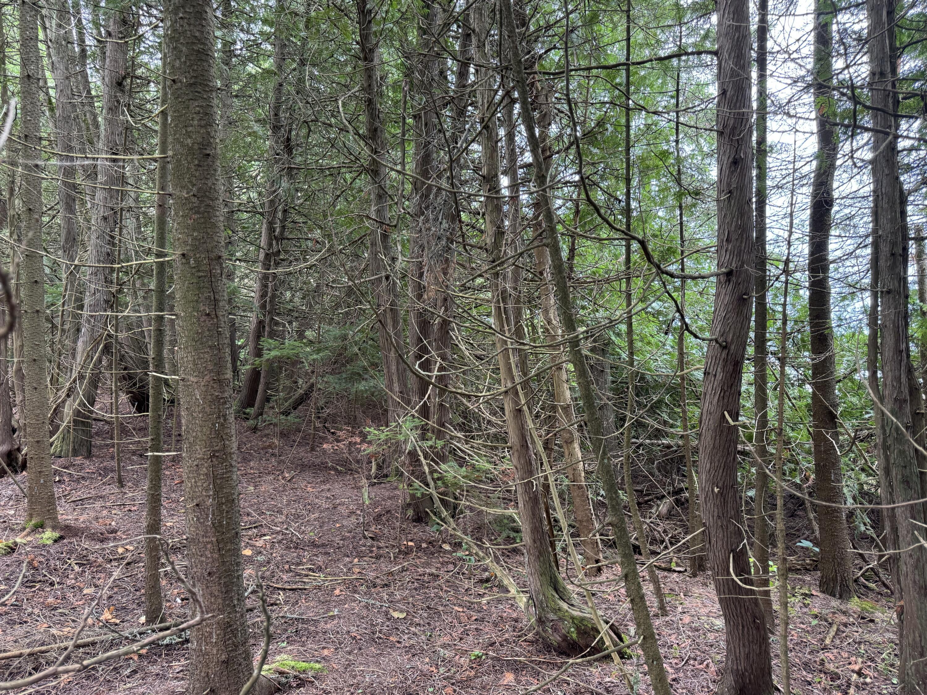 Image 4: IMG_2746