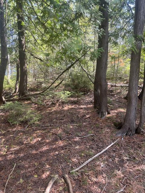 Image 4: Part of the clearing