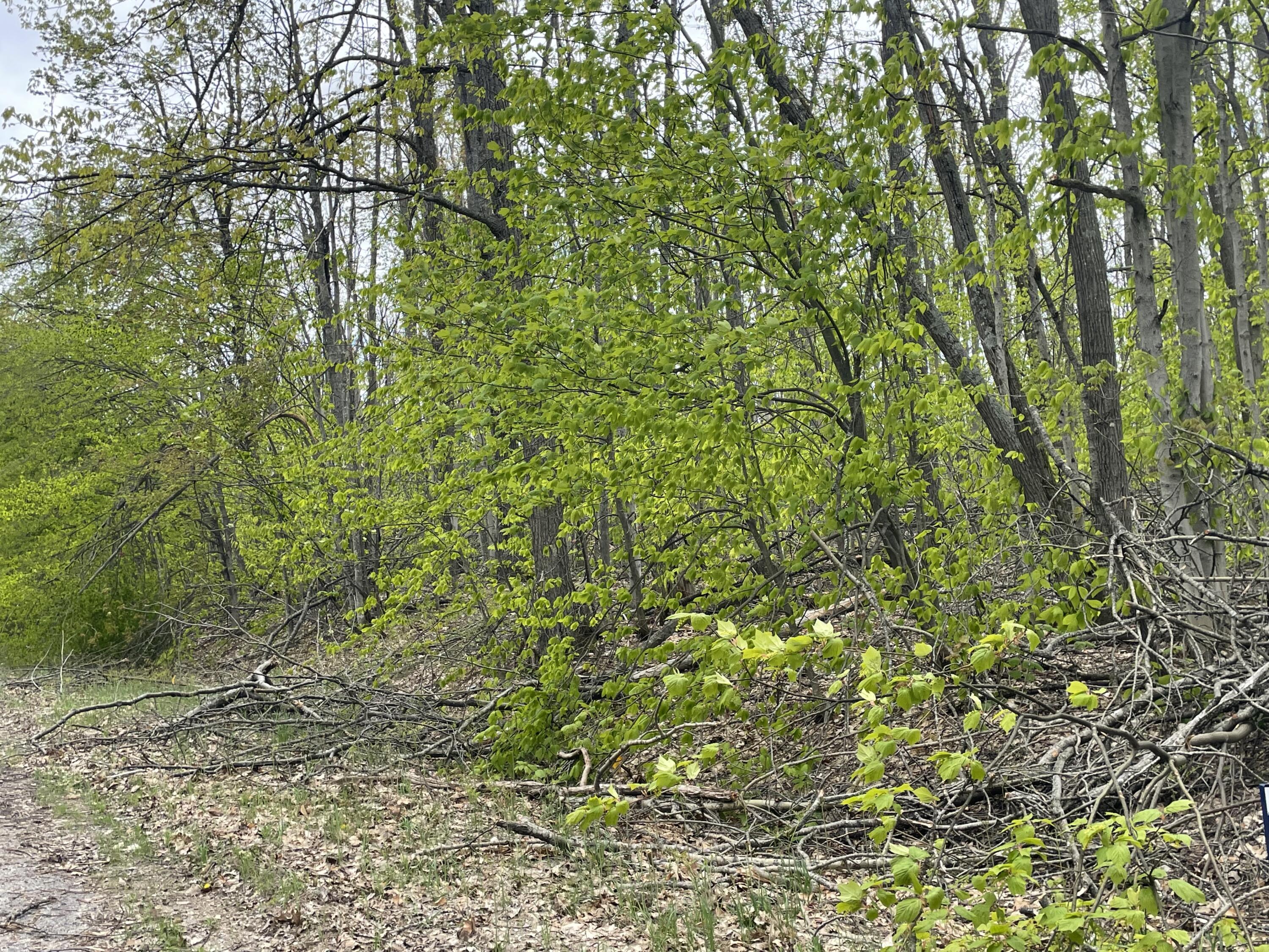 Image 3: IMG_4347
