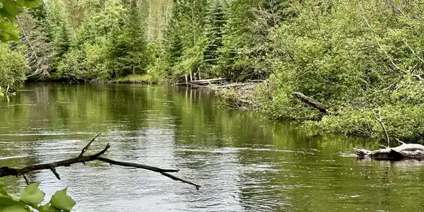 #5 Dewitt Trail